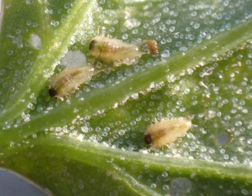 Réf. 284 487 : Cassida nebulosa